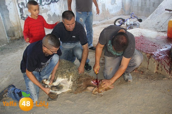 dabe7 ludj31 (78).JPG